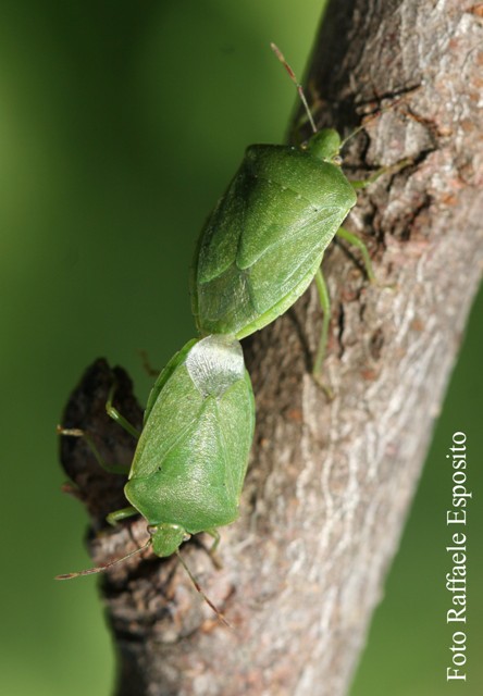 Coppia di Nezara viridula